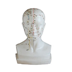 Acupuncture Training Model