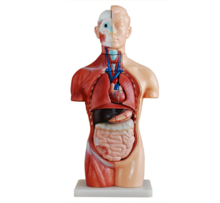 Asexual Trunk Model