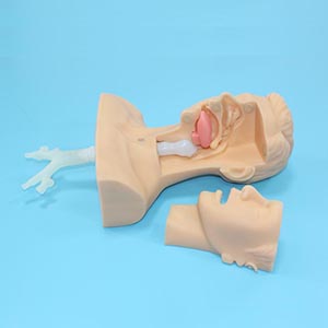 Sputum aspiration exercise model