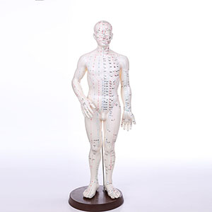Standard acupoint model