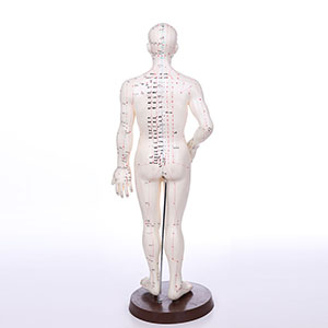 human acupuncture model